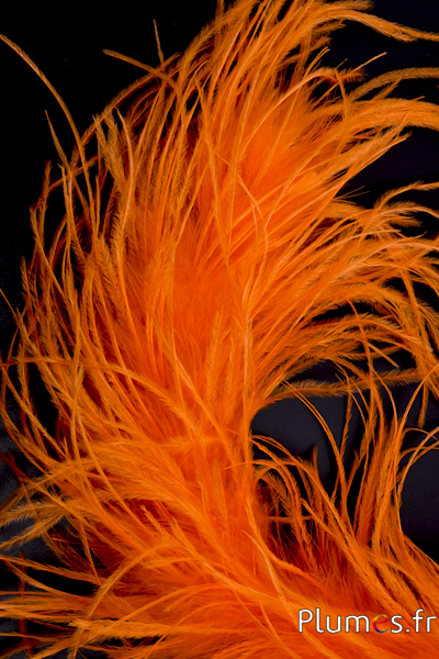 Autruche mèche - 10 cm - orange